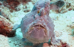 Sipadan_2015_Poisson grenouille_Antennaire geant_Antennarius commerson_IMG_2538_rc